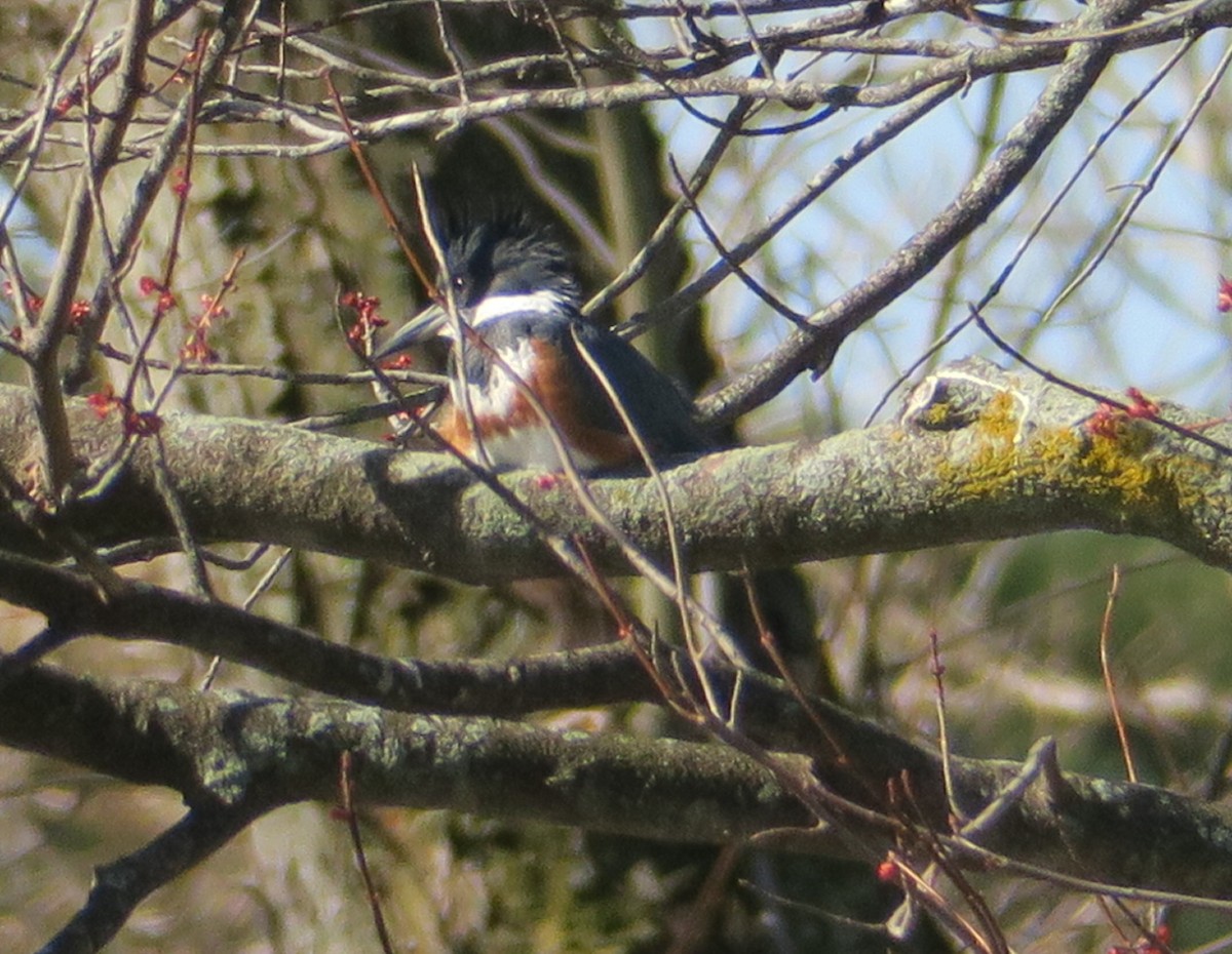 Belted Kingfisher - ML50700391