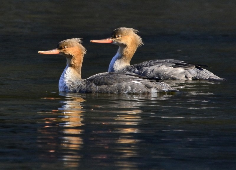 Red-breasted Merganser - ML507004181