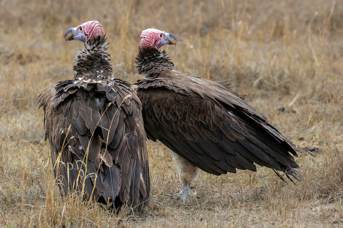 Lappet-faced Vulture - ML507004771