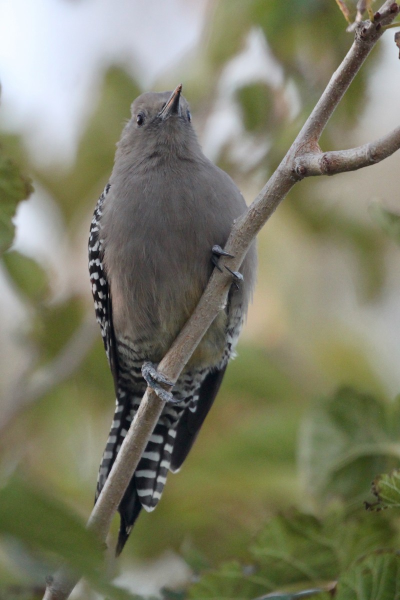 Gila Woodpecker - Andrew Thomas 🦅🪶