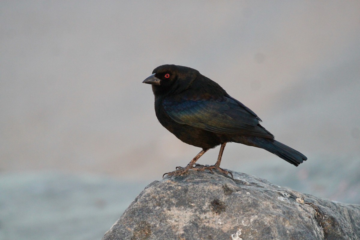 Bronzed Cowbird - ML507005541