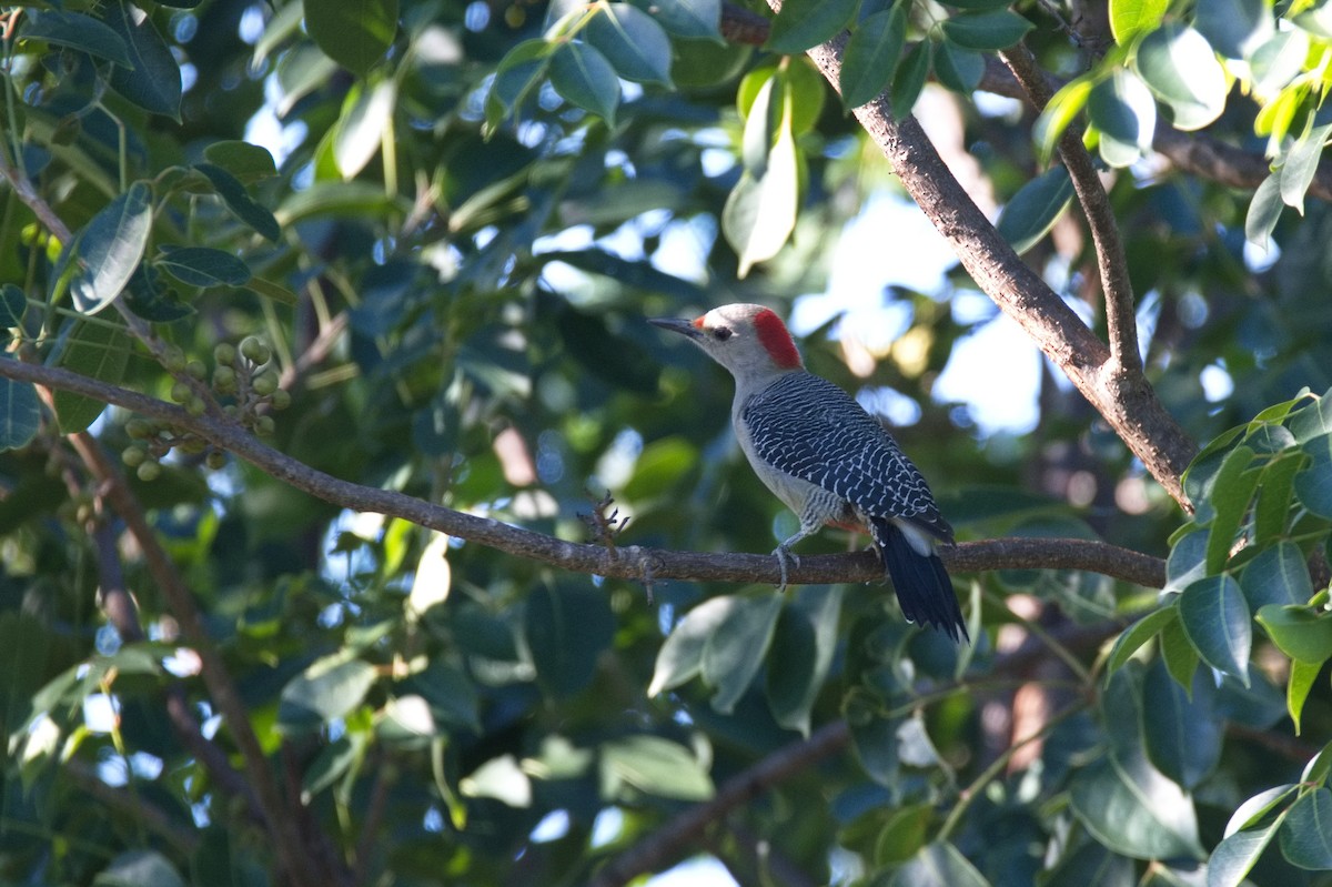 Golden-fronted Woodpecker - ML507005931