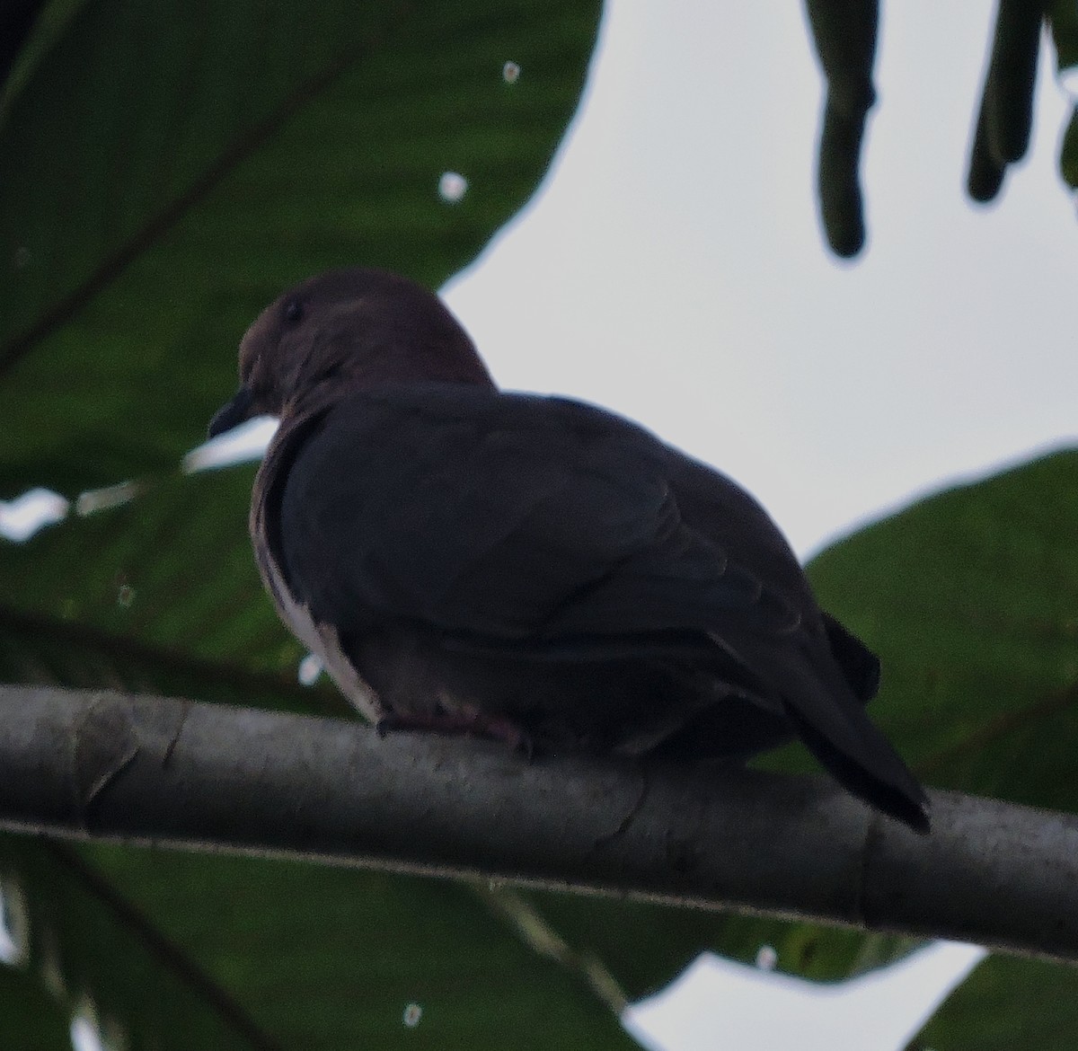 Short-billed Pigeon - ML507005971