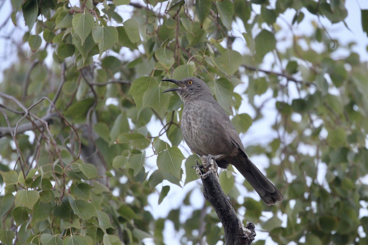 Curve-billed Thrasher (palmeri Group) - ML507006321