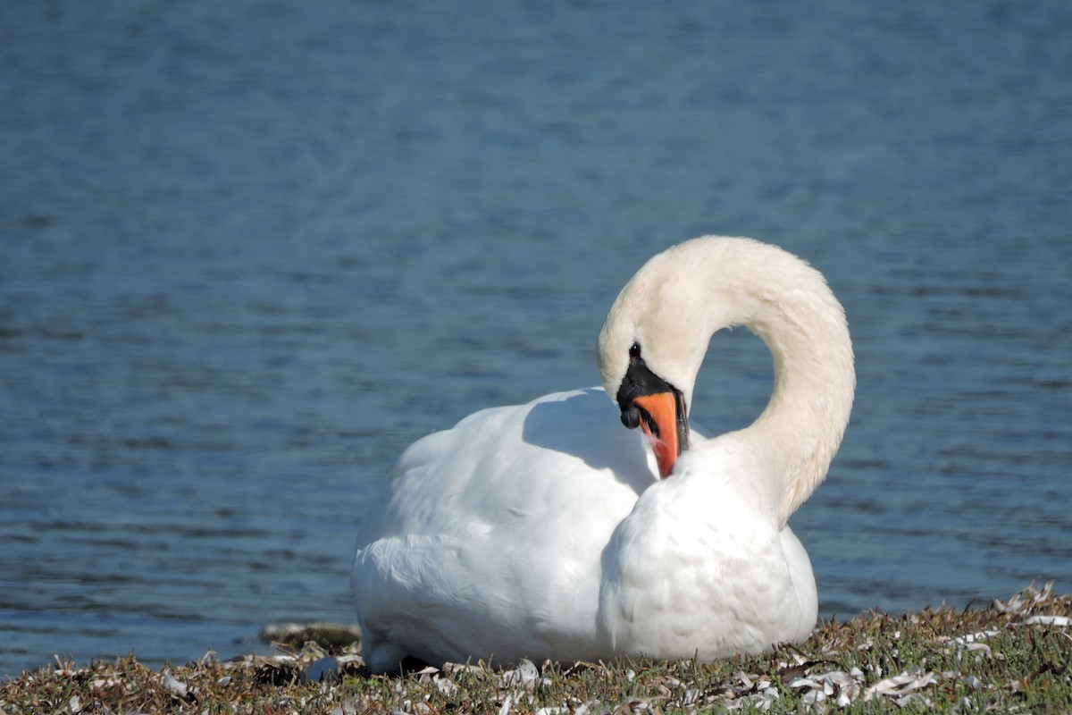 Хуруут хун - ML507007721