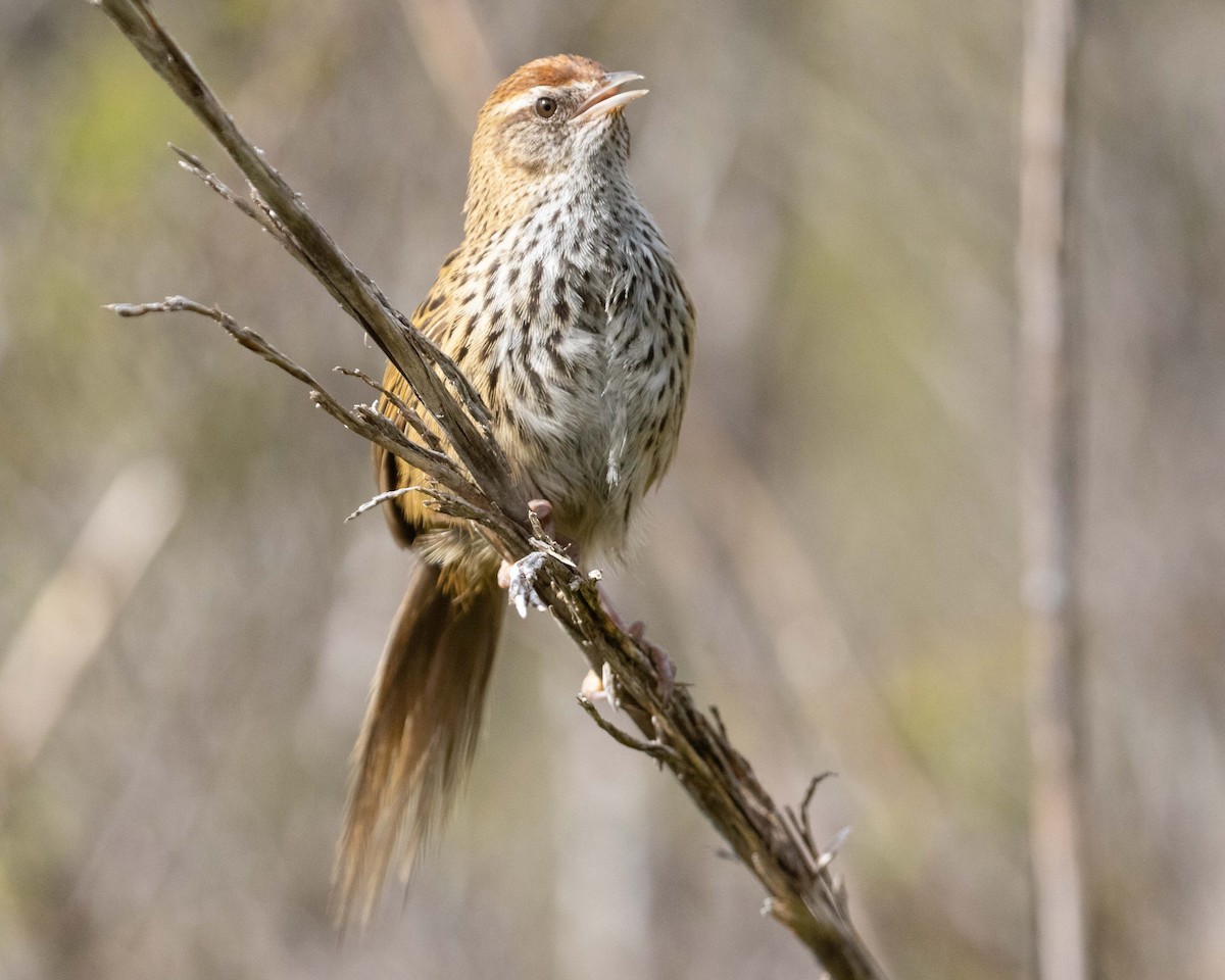 New Zealand Fernbird - ML507008961