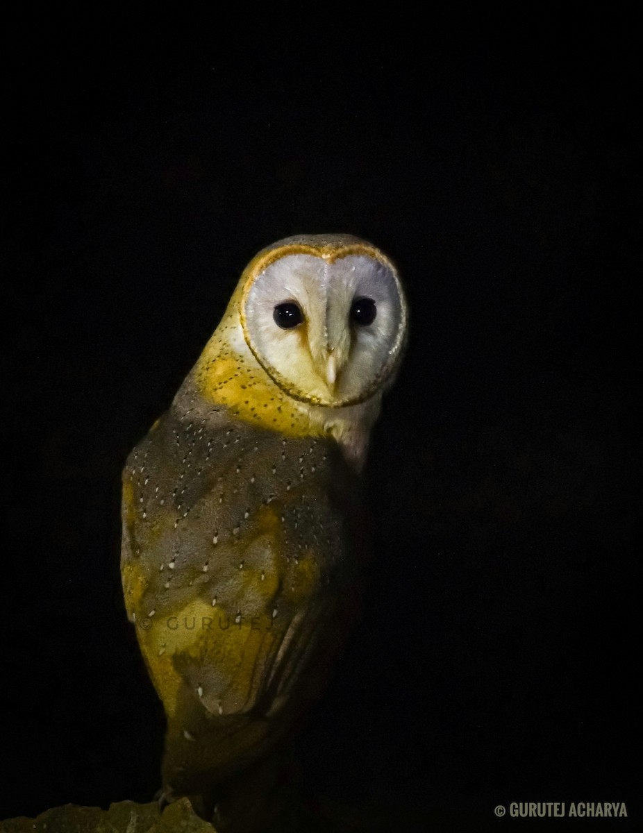 Barn Owl - Gurutej Acharya