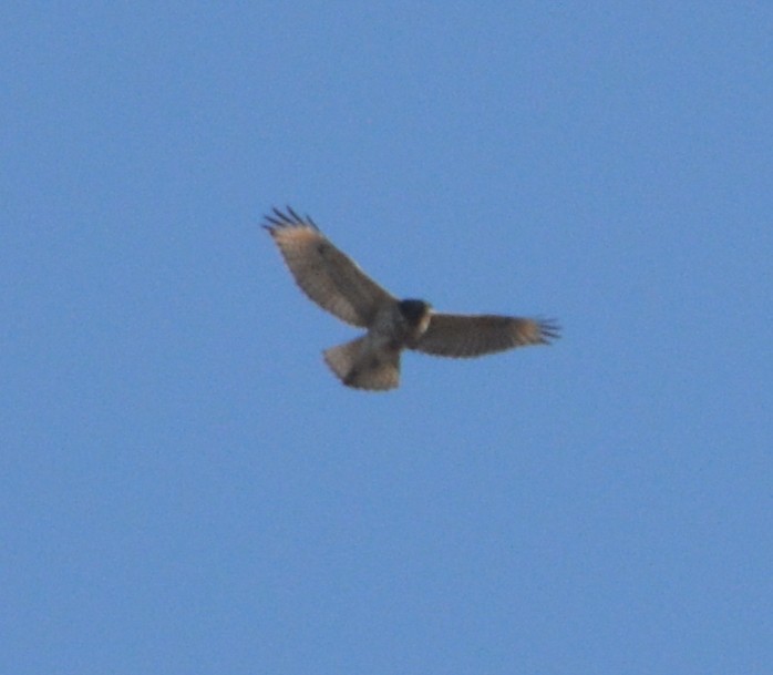 Red-shouldered Hawk - ML507010151