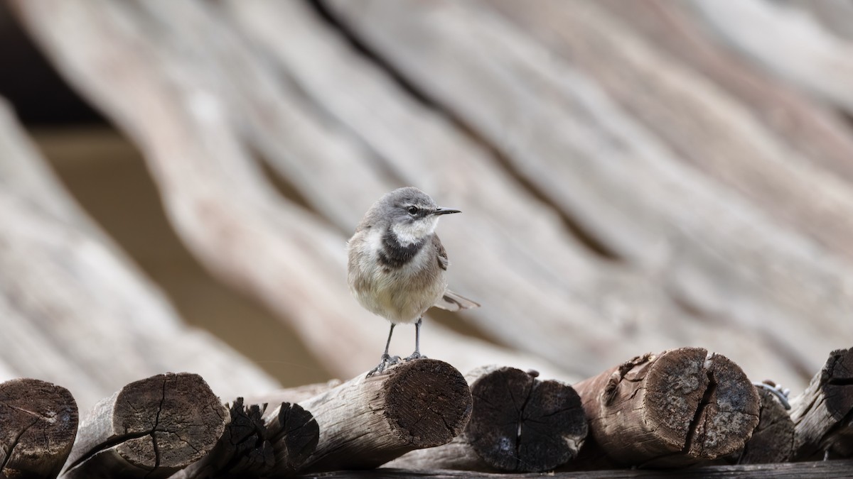 Cape Wagtail - ML507010731