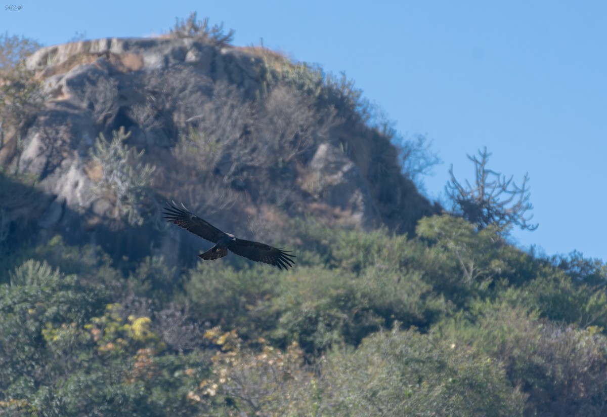 Águila Milana - ML507011531