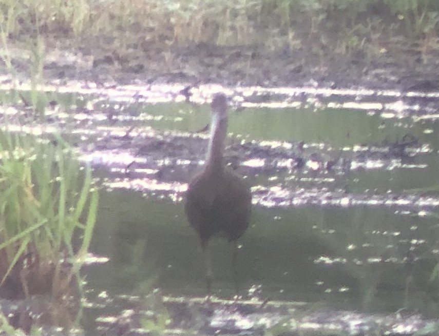 White-faced Ibis - Adrian Burke