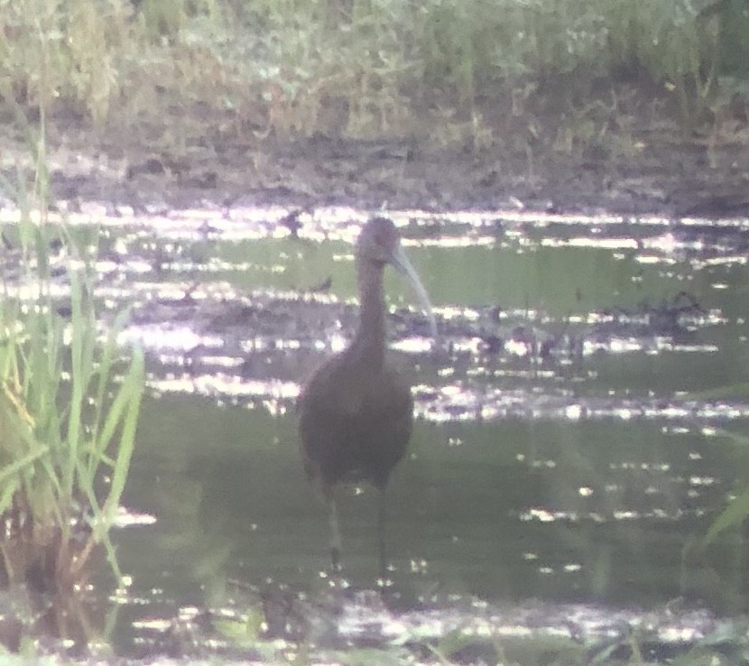 White-faced Ibis - Adrian Burke