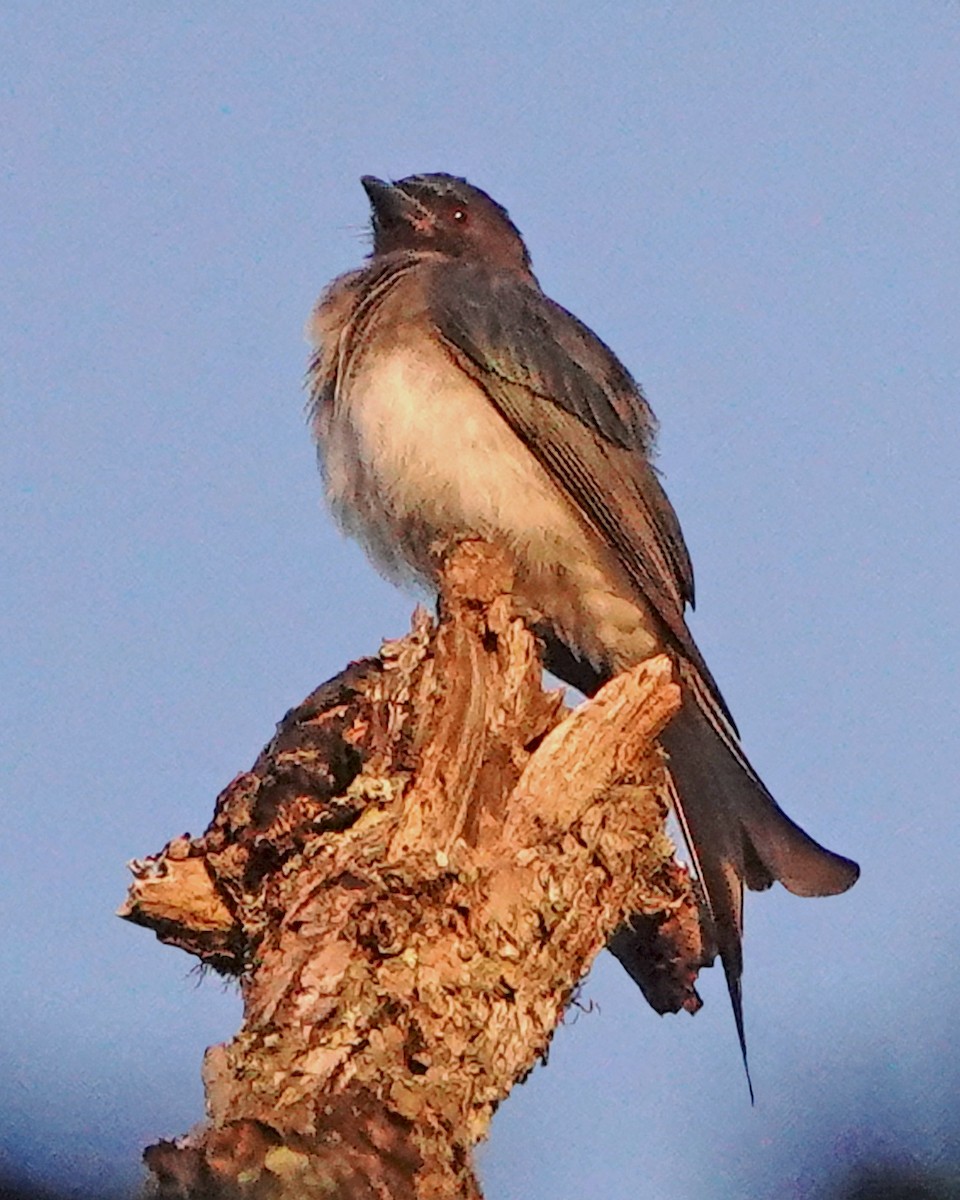 White-bellied Drongo - ML507012821