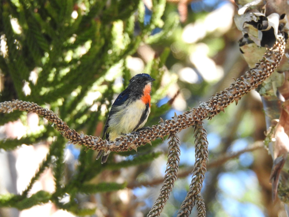 Fire-breasted Flowerpecker - ML507014651