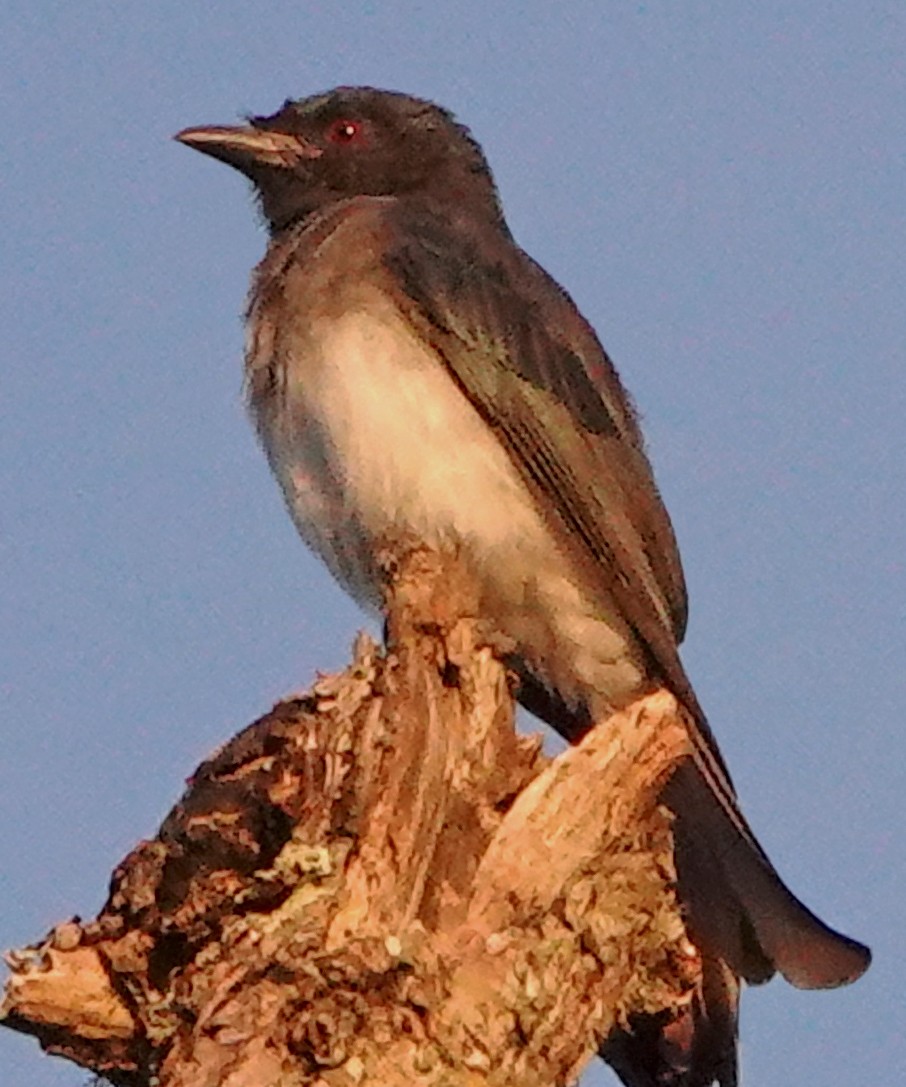 White-bellied Drongo - ML507015051