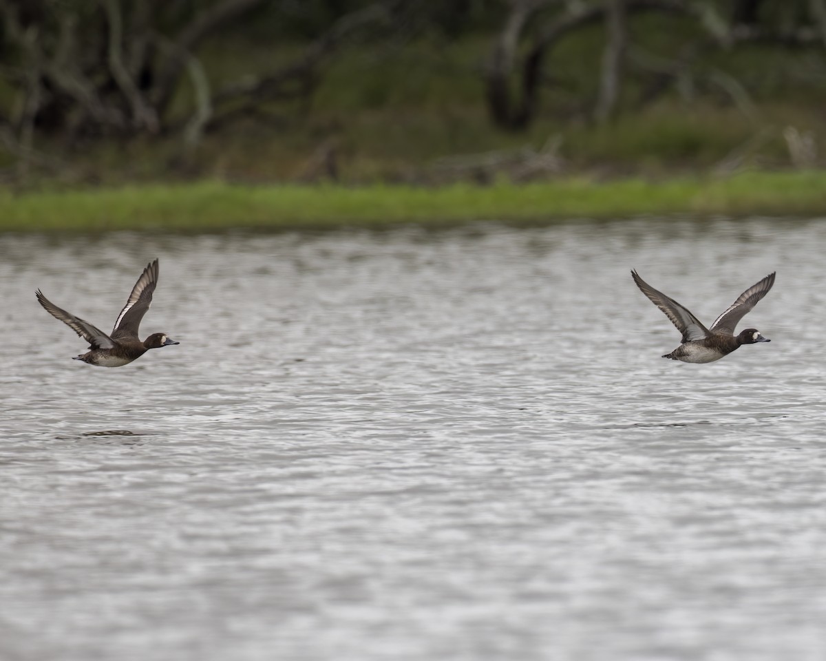 Lesser Scaup - Anonymous