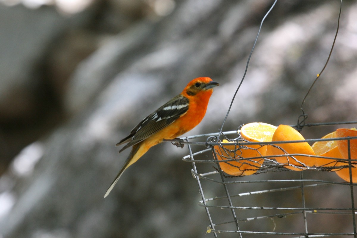 Flame-colored Tanager - ML507015771