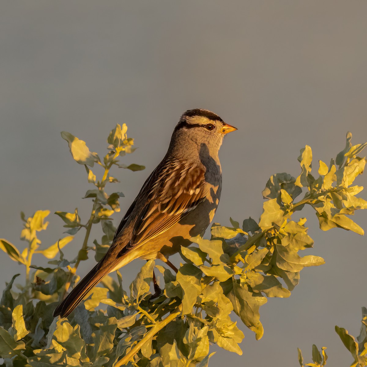 White-crowned Sparrow - ML507015861