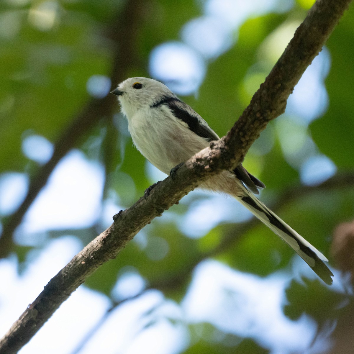 Long-tailed Tit (caudatus) - ML507016151