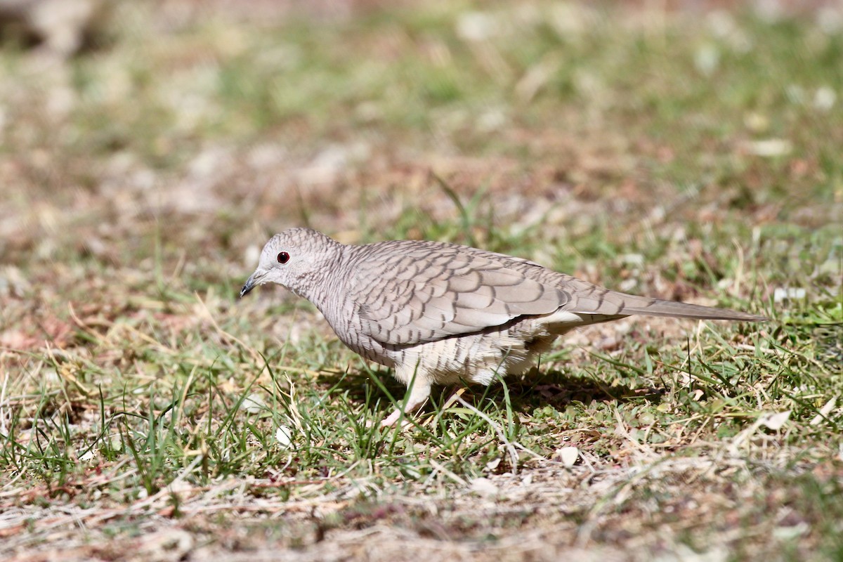 Inca Dove - Andrew Thomas 🦅🪶