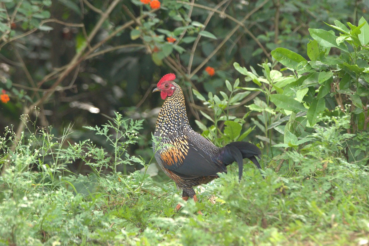 kur kropenatý - ML507017361