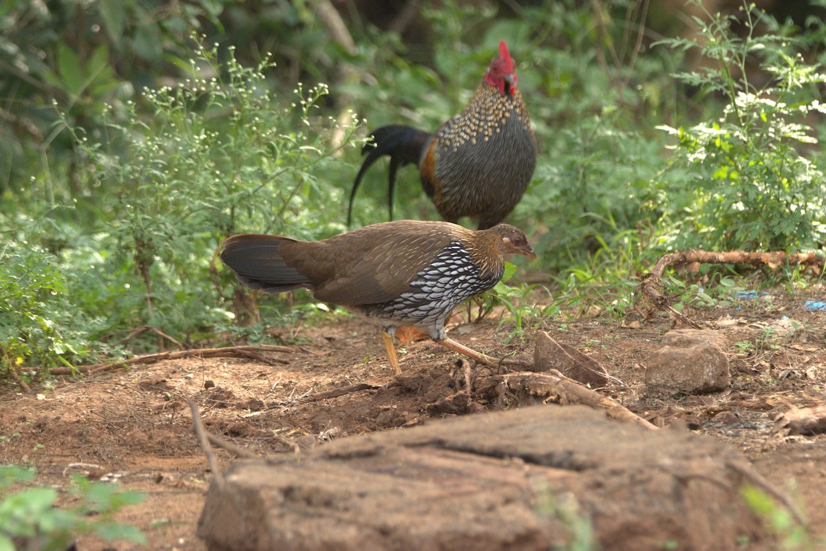 kur kropenatý - ML507017371