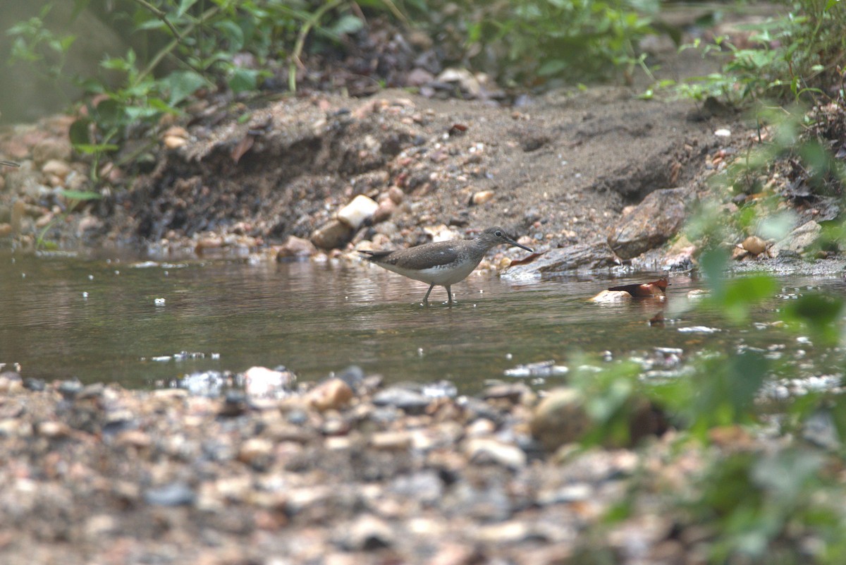 vodouš kropenatý - ML507017401