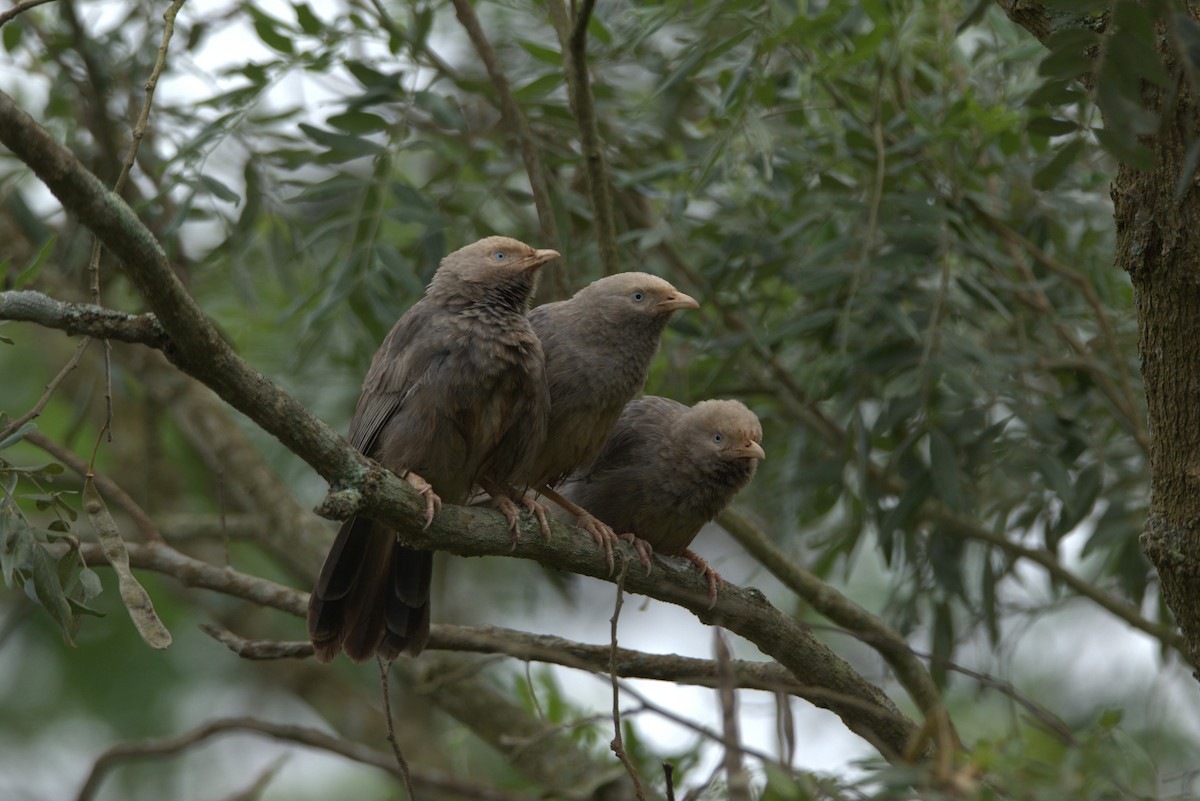 Yellow-billed Babbler - ML507017441
