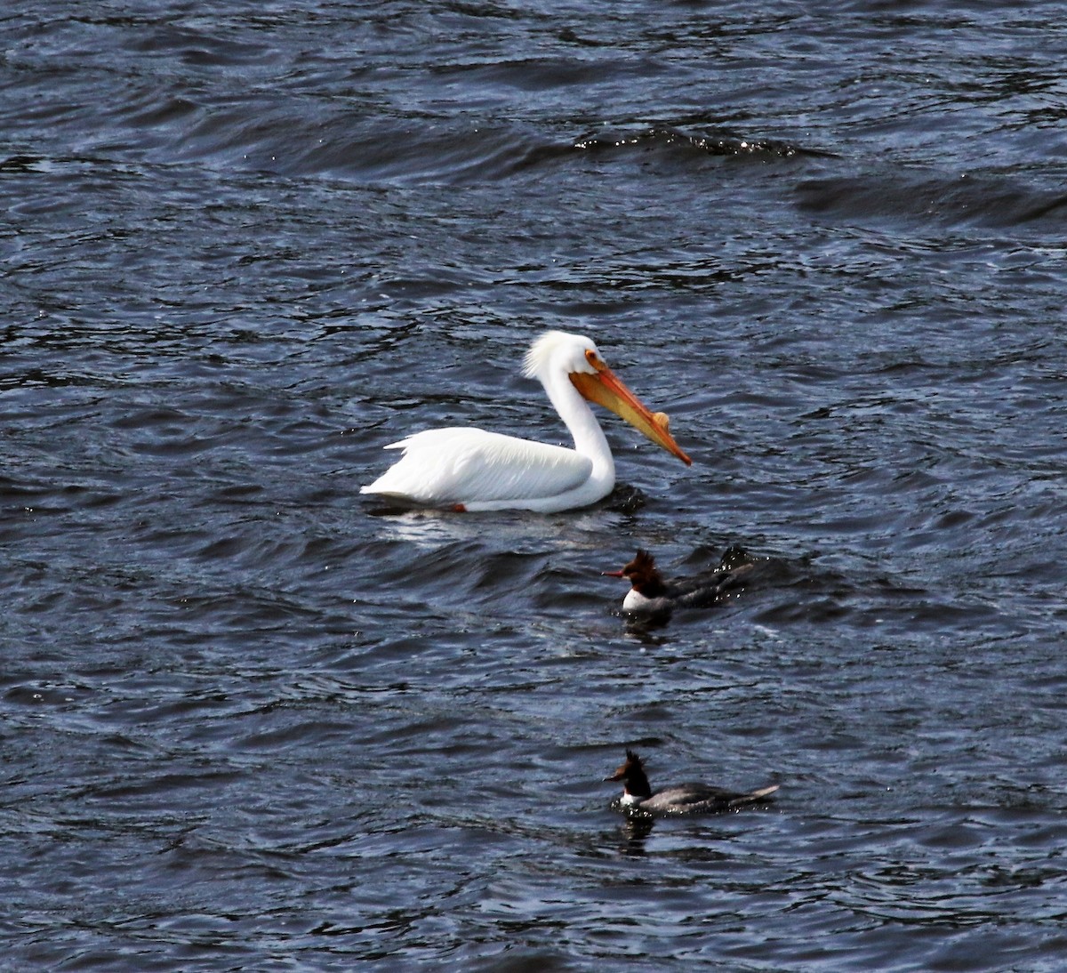 American White Pelican - ML50701751