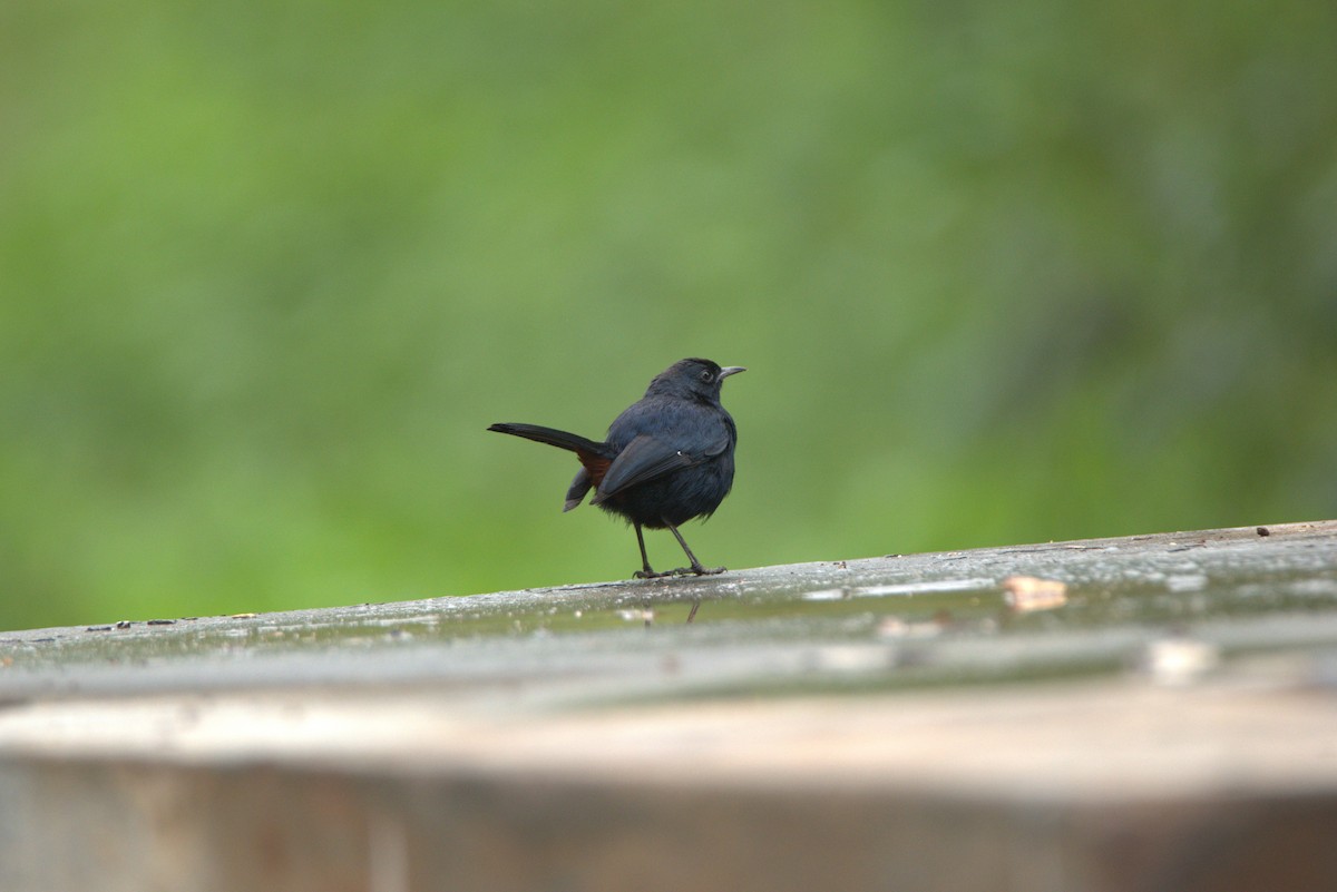 Indian Robin - ML507017521