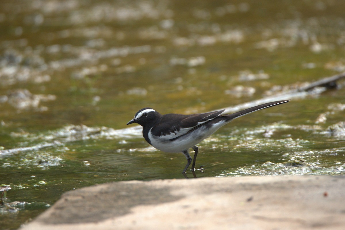 White-browed Wagtail - Arun George