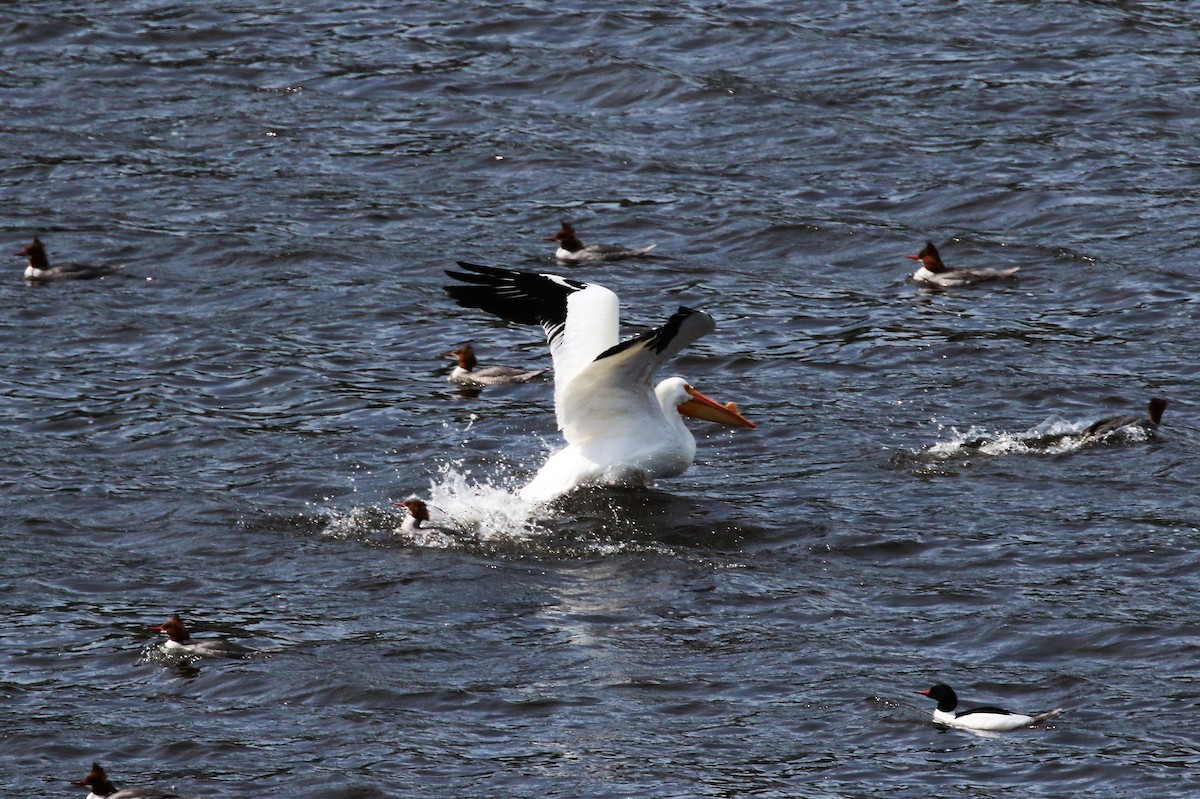 American White Pelican - ML50701761