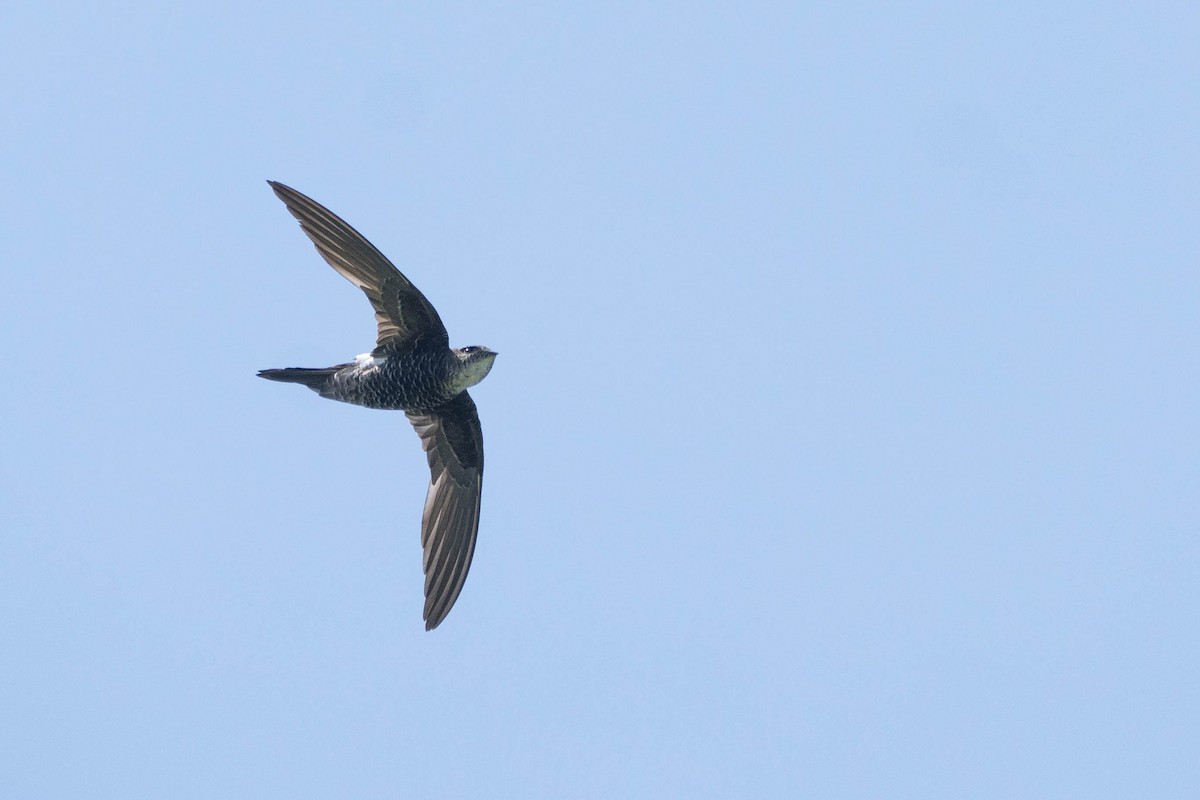 Pacific Swift - ML507017681