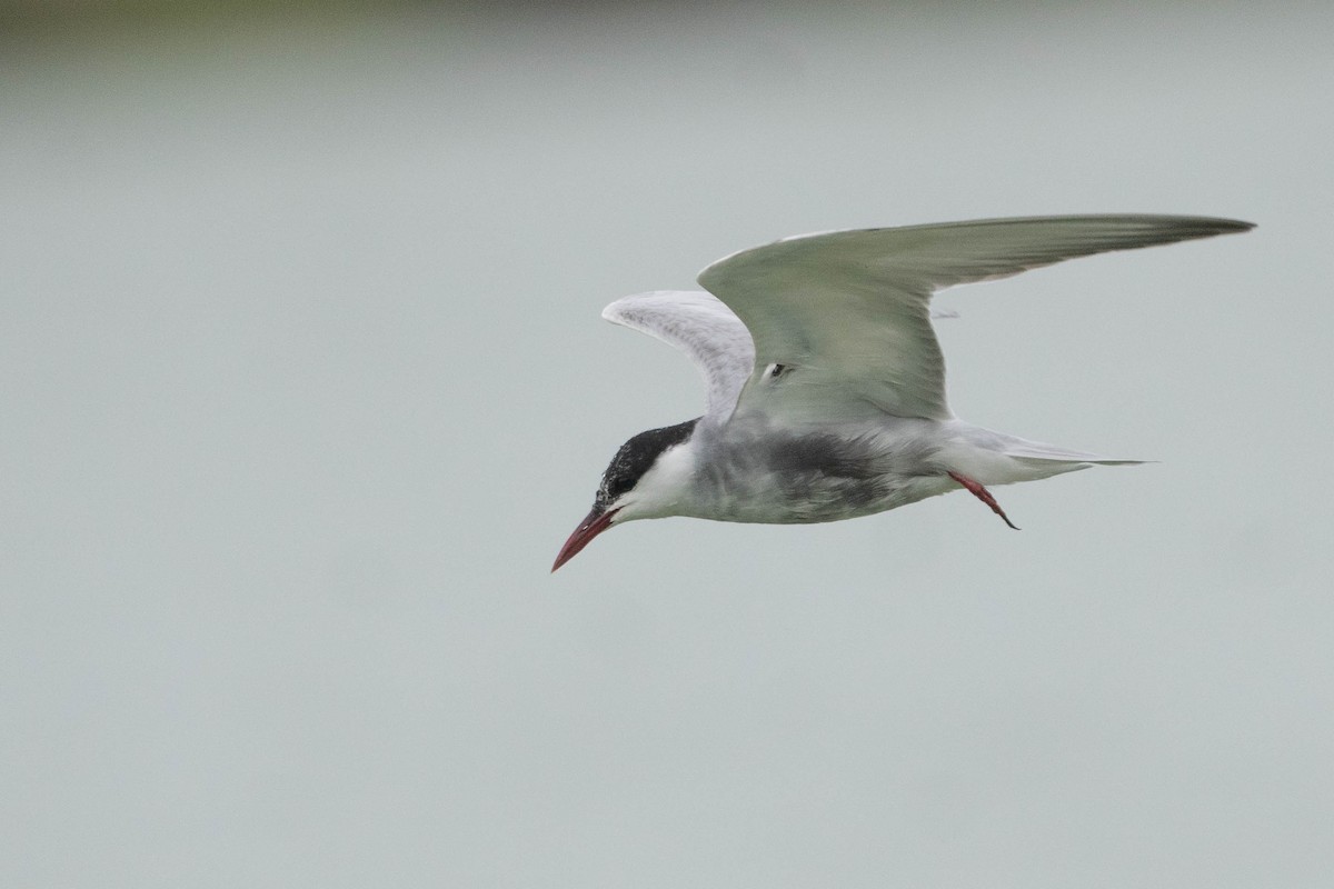 Whiskered Tern - ML507017861