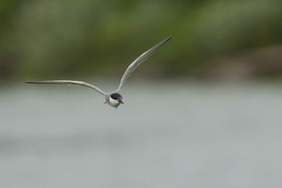 Whiskered Tern - ML507017871