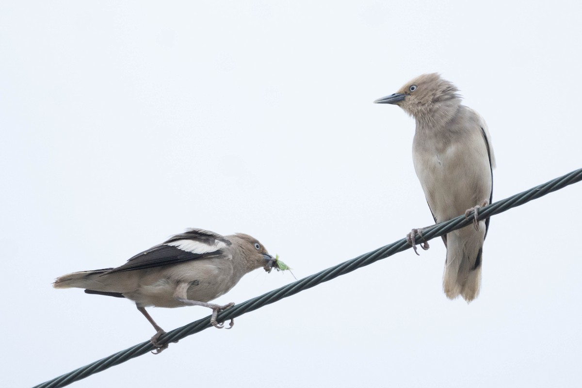 White-shouldered Starling - james park