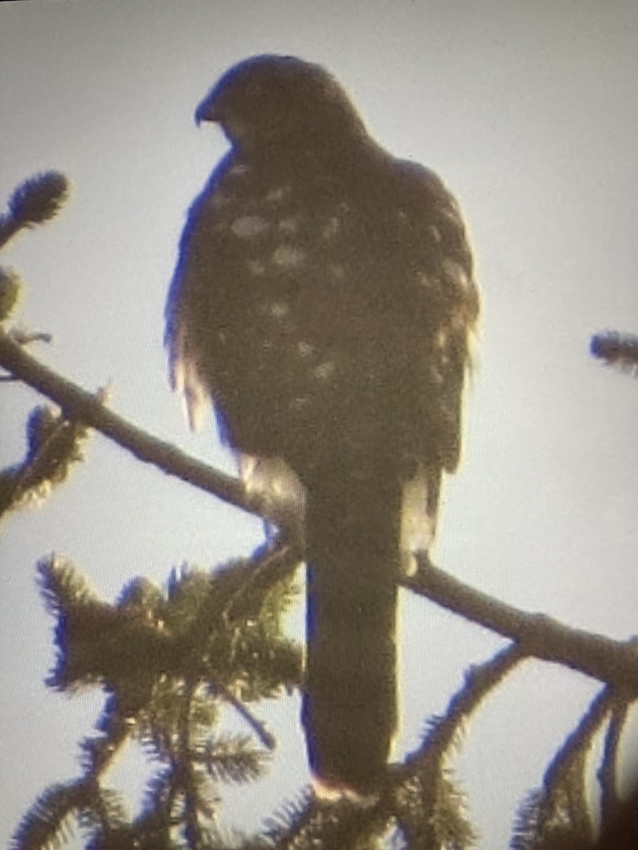 Sharp-shinned Hawk - ML507017981