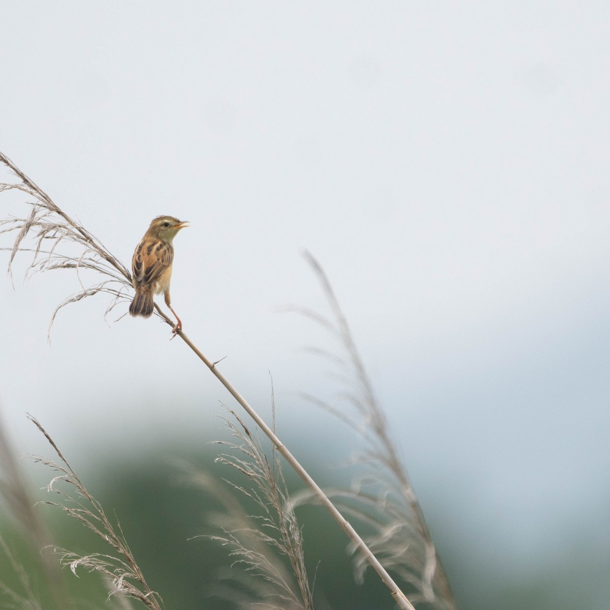 Zitting Cisticola - ML507018061