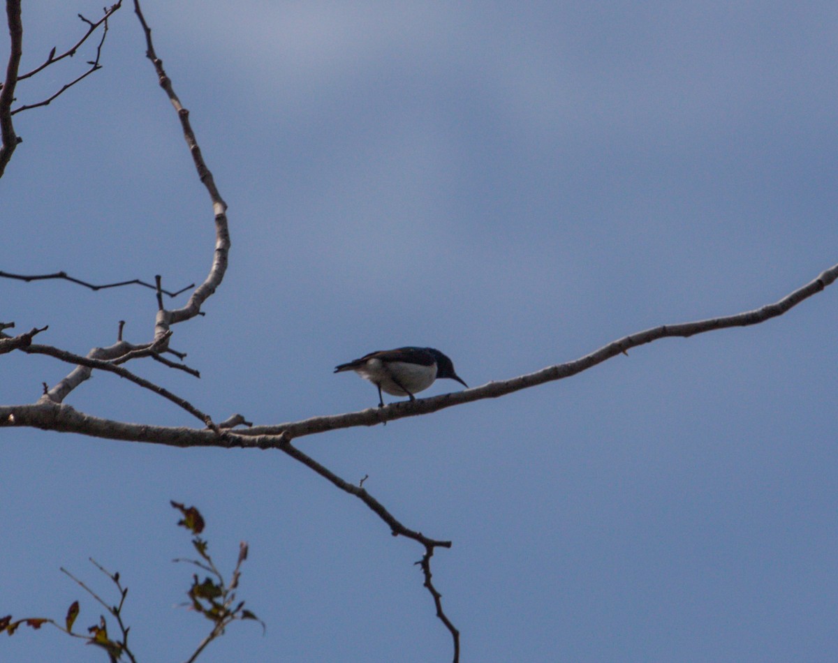 Uluguru Violet-backed Sunbird - ML507018501