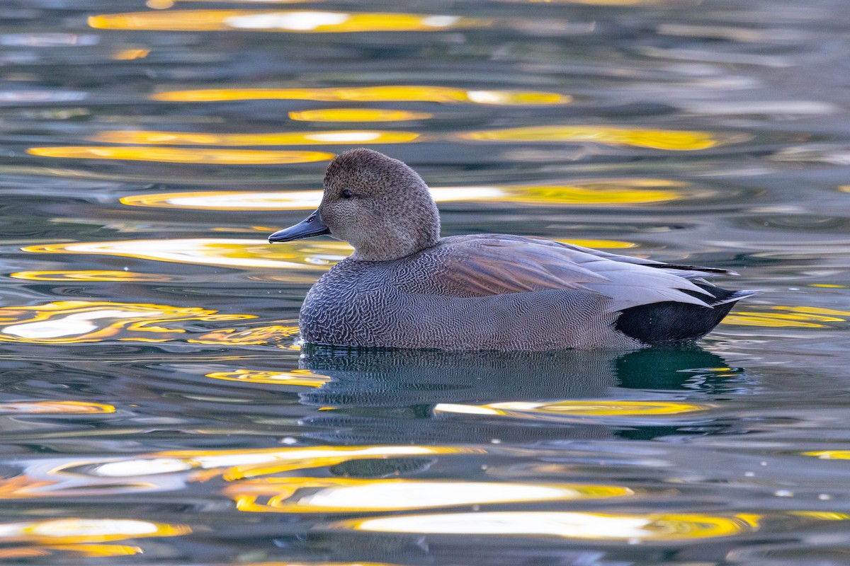 Gadwall - Loni Ye