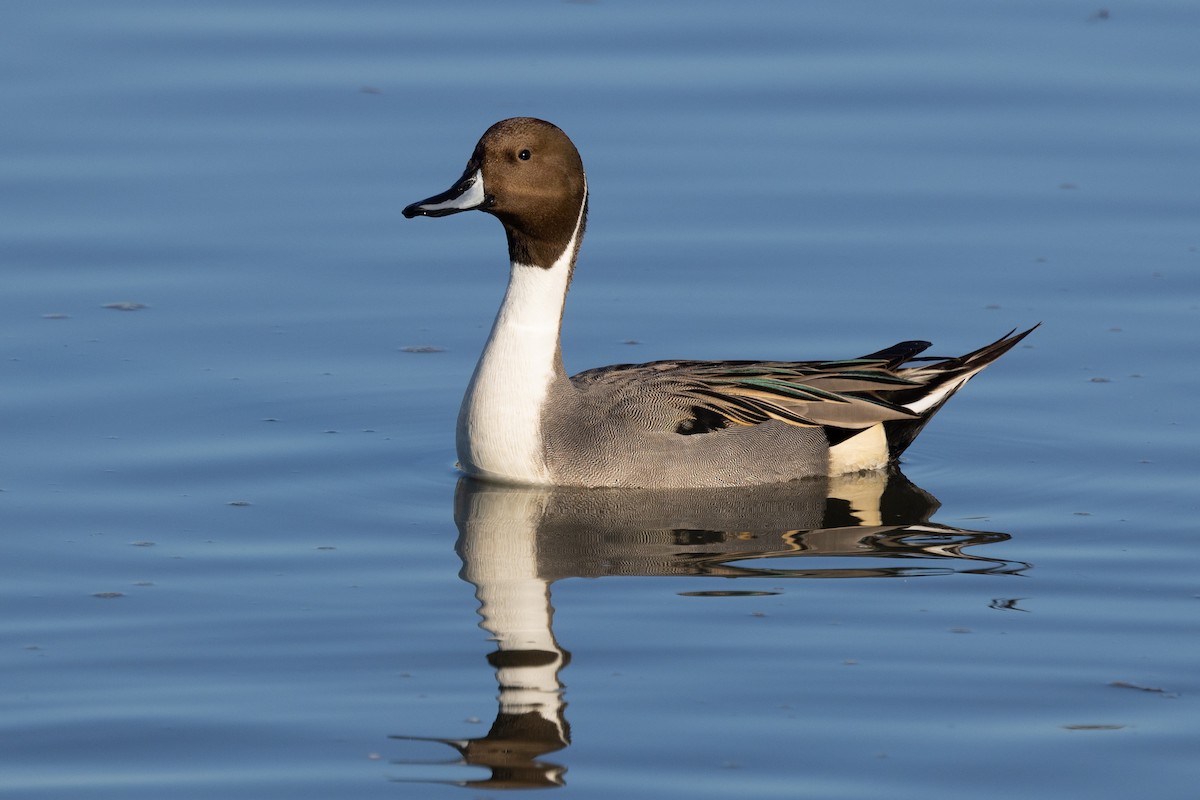 Northern Pintail - Loni Ye