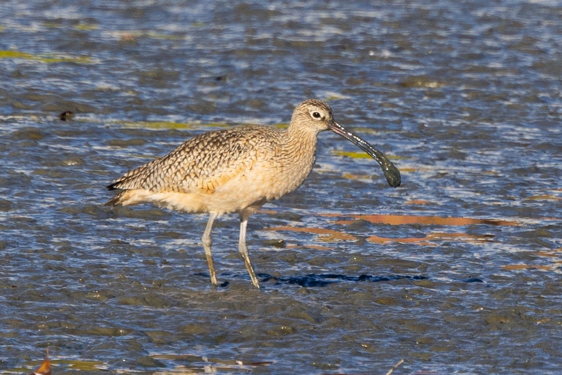 Long-billed Curlew - ML507019991