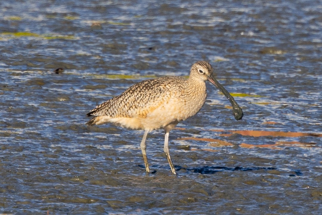 Rostbrachvogel - ML507020001