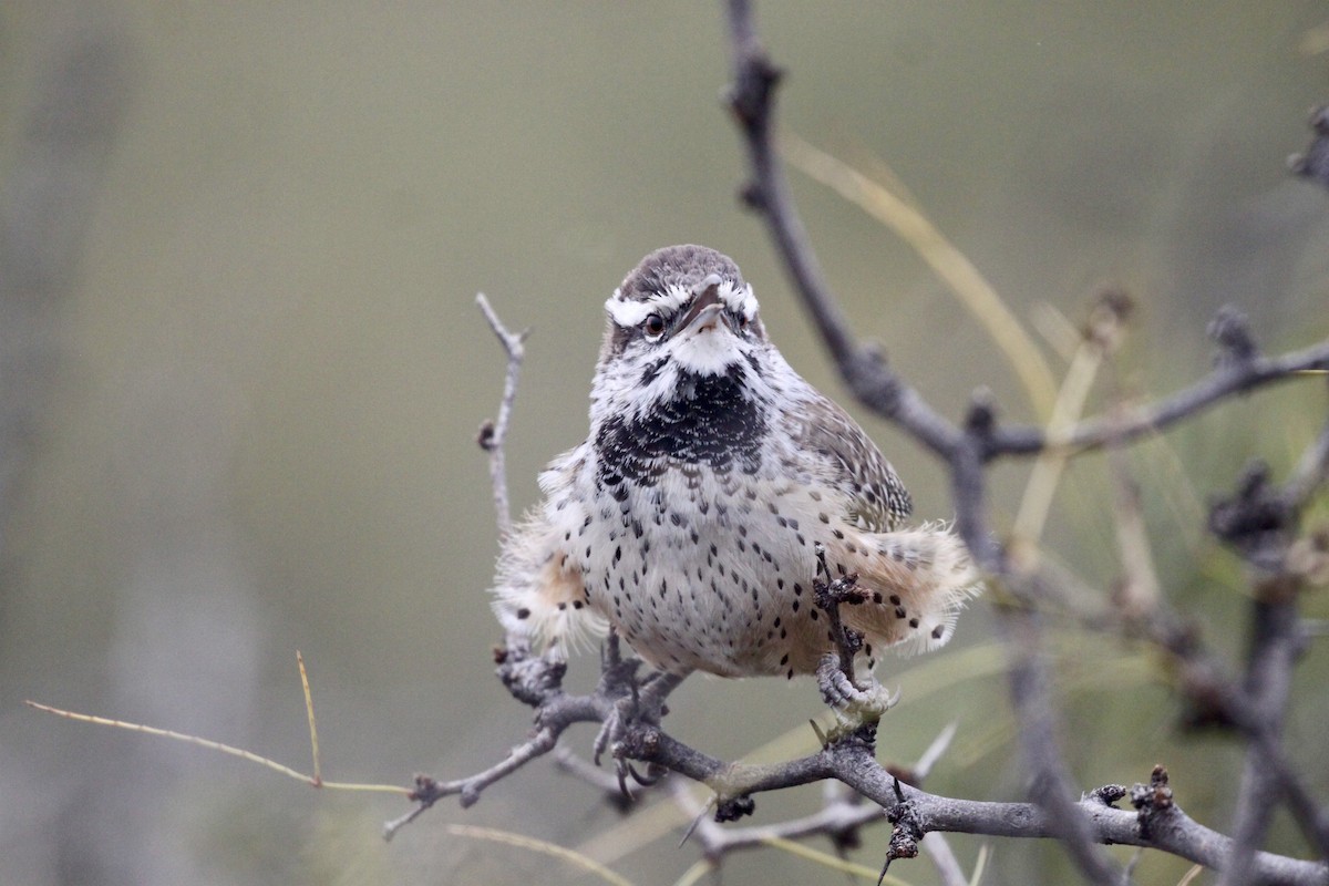 Cactus Wren (brunneicapillus Group) - ML507020251
