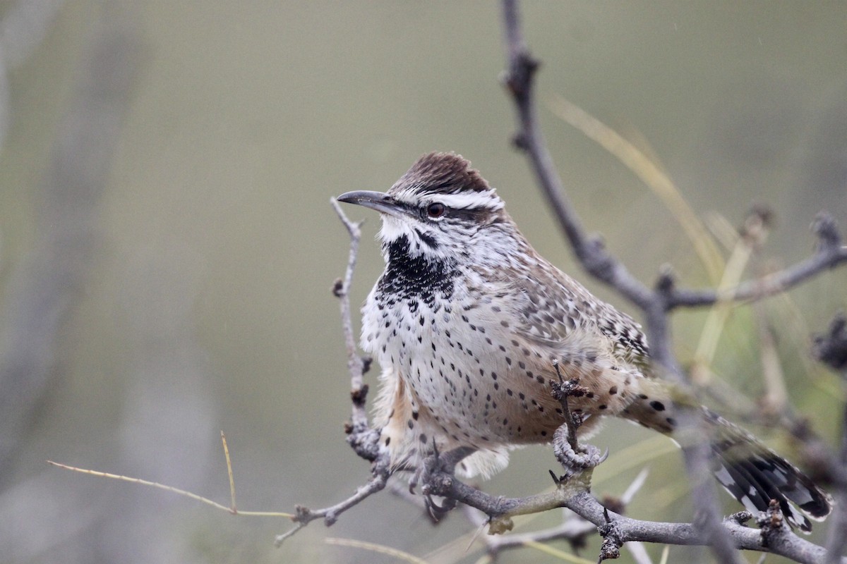 Cactus Wren (brunneicapillus Group) - ML507020261