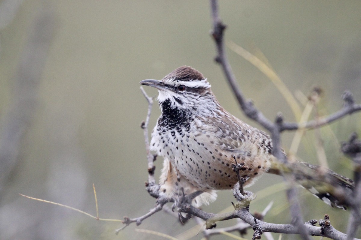 Cactus Wren (brunneicapillus Group) - ML507020271