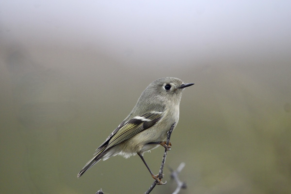 Ruby-crowned Kinglet - ML507020381