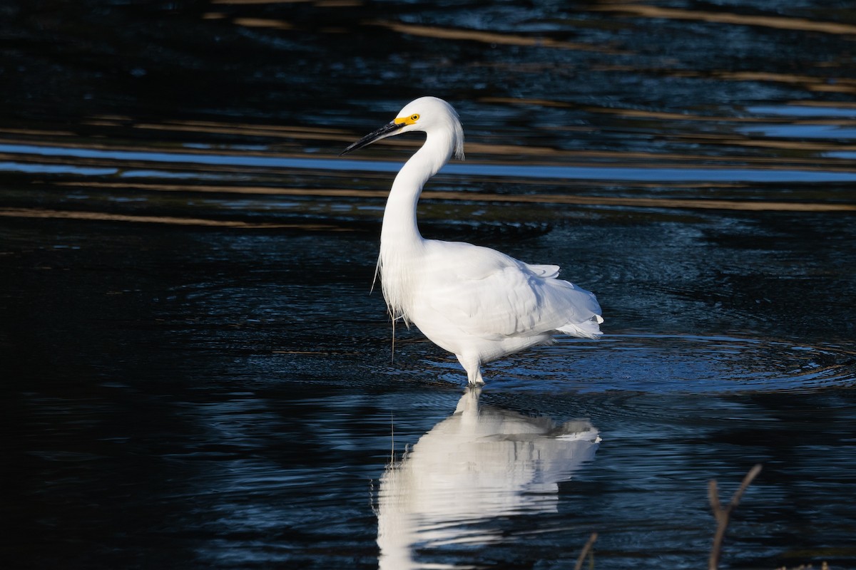 Snowy Egret - Loni Ye