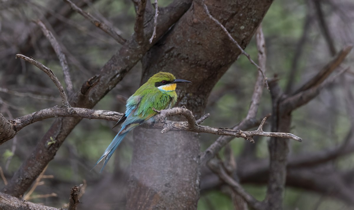 Swallow-tailed Bee-eater - Timo Mitzen