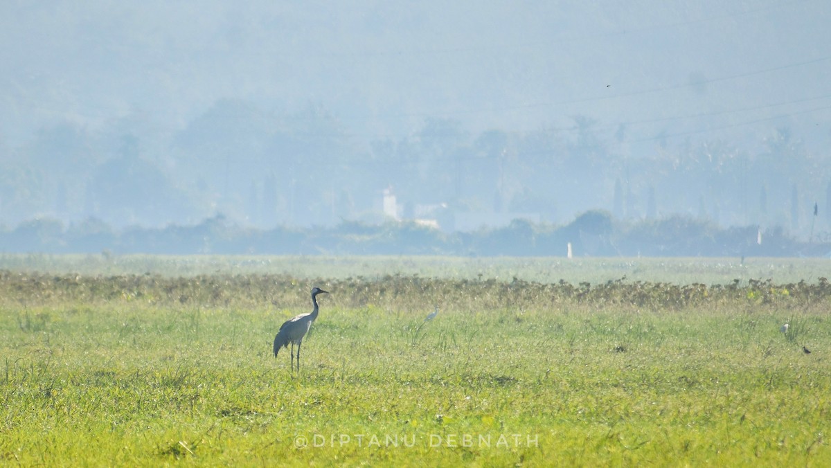 Common Crane - ML507021361